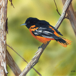 On the Vine - Baltimore Oriole by Steve McAllister